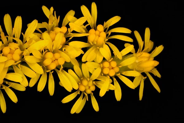 Early Goldenrod Solidago Gigantea Detalhe Inflorescência Closeup — Fotografia de Stock