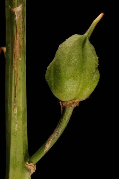Гиацинтоиды Hyacinthoides Massartiana Фруктовая Каша — стоковое фото
