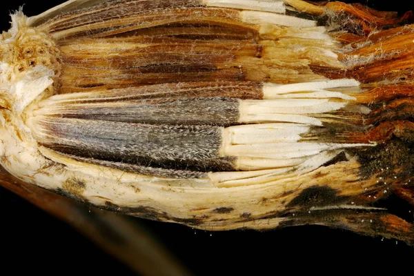 Afrika kadife çiçeği (Tagetes erecta). Achenes Yakın Çekim