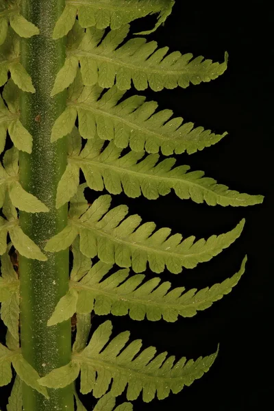 Devekuşu Fern (Matteuccia struthiopteris). Genç Pinnules Yakın plan