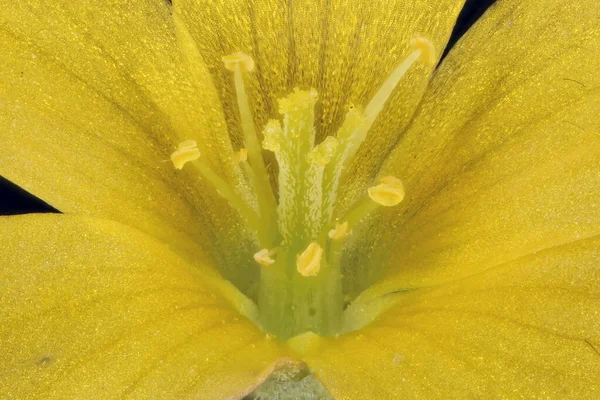 Acedera Amarilla Vertical Oxalis Stricta Primeros Planos Pistilo Estambres — Foto de Stock