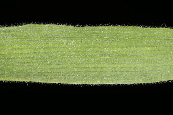 Hare & apos; 's Tail (Lagurus ovatus). Yaprak Ayrıntısı Kapatma