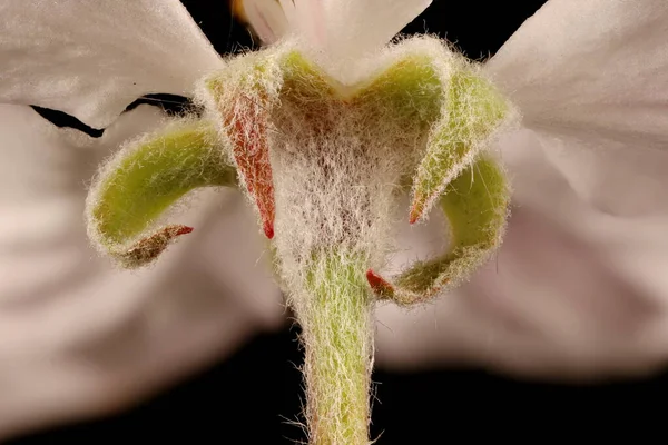 Elma (Malus domestica). Calyx Kapanışı