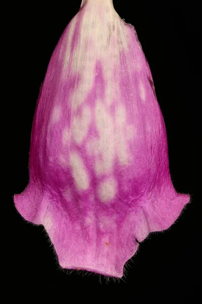 Yüksükotu (Digitalis purpurea). Corolla Ayrıntısı Kapatma
