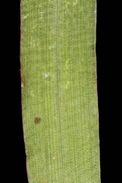 Pürüzsüz Parmak Çimi (Digitaria ischaemum). Yaprak Ayrıntısı Kapatma