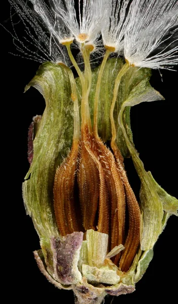 Dikenli Marul (Lactuca serriola). Achenes Yakın Çekim