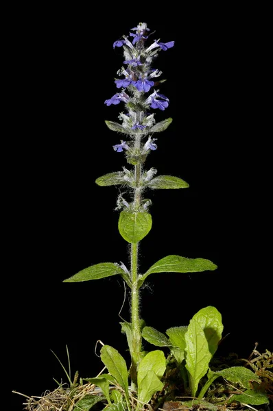 Bugle Ajuga Reptans Общие Привычки — стоковое фото