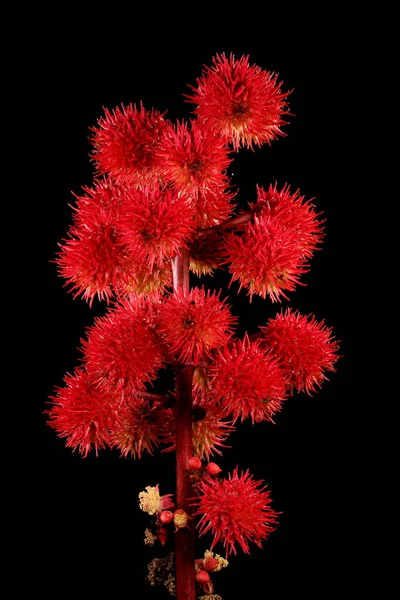 Castor-Oil Santrali (Ricinus Communis). İnfructescence Yakın çekim