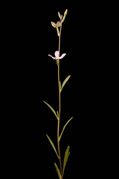 Gece Kokulu Stok (Matthiola longipetala). Alışkanlık