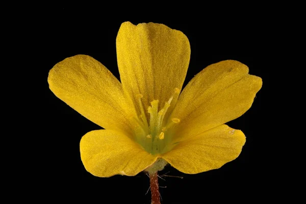 Sorrel Amarelo Ereto Oxalis Stricta Fecho Flor — Fotografia de Stock