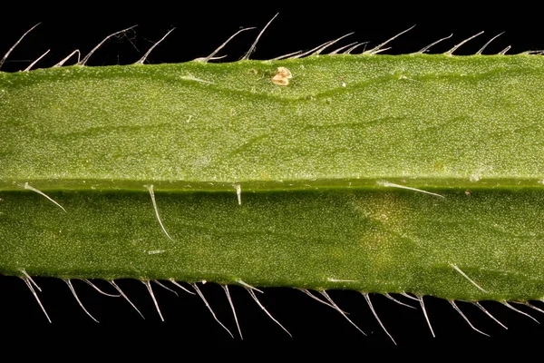 Kanadalı Fleabane (Conyza canadensis). Yaprak Ayrıntısı Kapatma