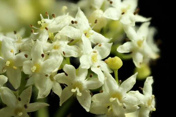 Çit Bedstraw (Galium mollugo). Çiçekler yakın plan