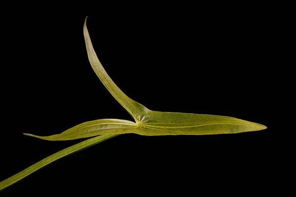 Freccia Sagittaria Sagittifolia Primo Piano Delle Foglie — Foto Stock