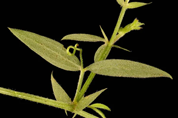 Meadow Vetchling (Lathyrus pratensis). Kök ve Yapraklar Kapalı