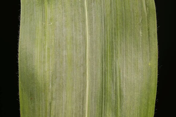 Mais Zea Mays Detailaufnahme Blatt — Stockfoto