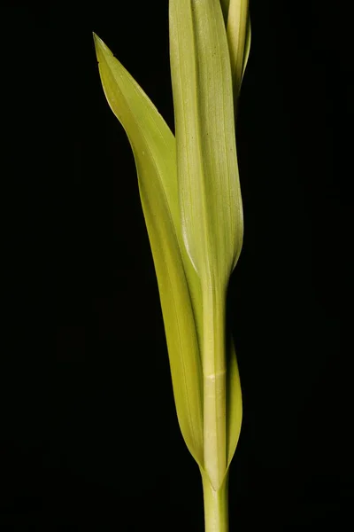 Orchidea Paludosa Primitiva Dactylorhiza Incarnata Foglie Primo Piano — Foto Stock