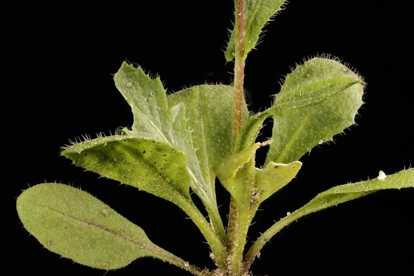 Shepherd & apos; 's Çanta (Capsella bursa-pastoris). Temel Rosette Kapanışı