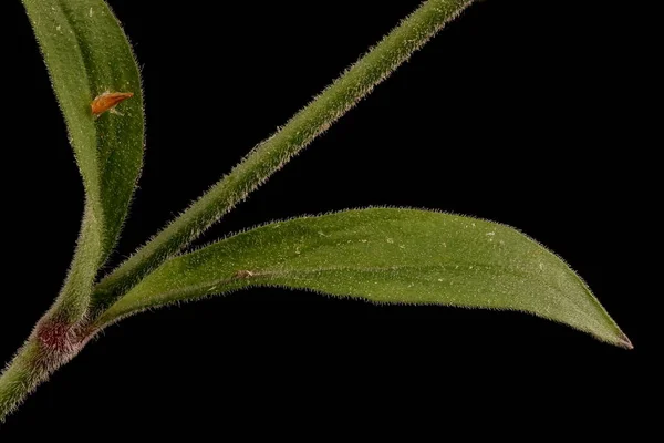 Nottingham Catchfly Silene Nutans Kmen Listy Detailní Záběr — Stock fotografie