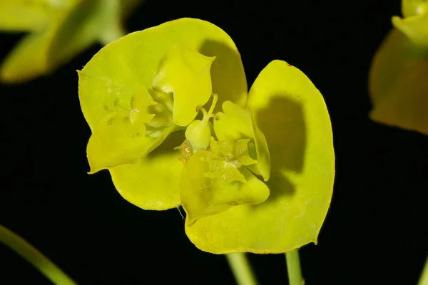 Leafy Spurge Euphorbia Virgata Cyathia Primer Plano — Foto de Stock