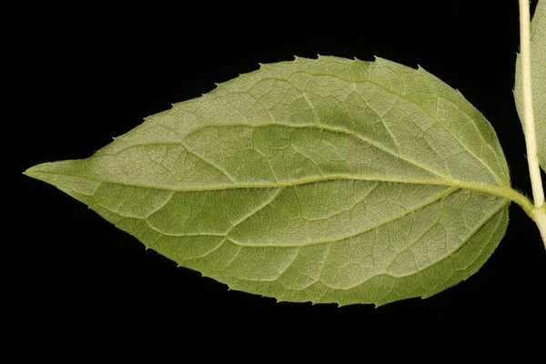 Mock Orange Philadelphus Coronarius Primeros Planos Hoja — Foto de Stock