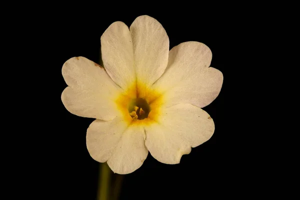 Primrose Primula Vulgaris Blomma Närbild — Stockfoto