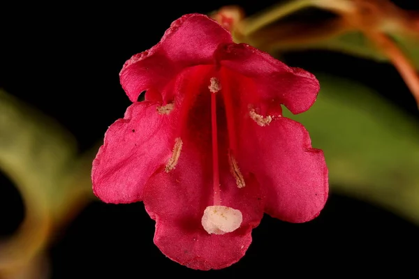 Early Flowering Weigela Weigela Praecox Fecho Flor — Fotografia de Stock