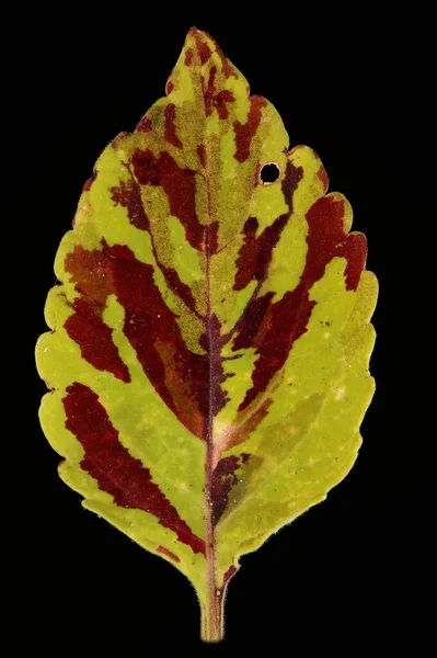 Ortiga Pintada Plectranthus Scutellarioides Primeros Planos Hoja —  Fotos de Stock