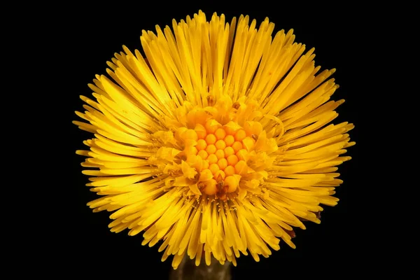 Colt & apos; 's Foot (Tussilago farfara). Capitulum Kapanış