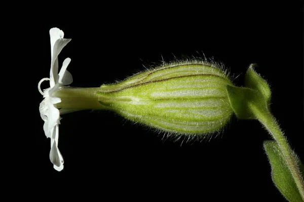 Biała Campion Silene Latifolia Kobieta Kwiat Zbliżenie — Zdjęcie stockowe