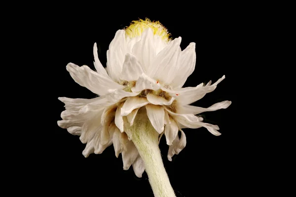 Pearly Everlasting Anaphalis Margaritacea Virágzó Capitulum Closeup — Stock Fotó