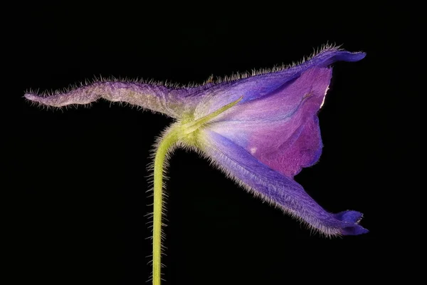 Delphinium Delphinium Cultorum Fecho Flor — Fotografia de Stock