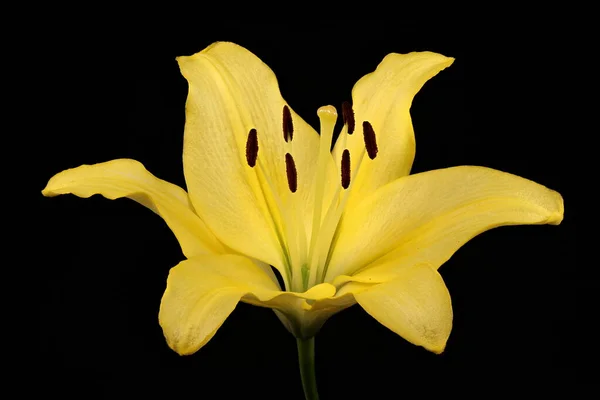 Hollanda Zambağı Lilium Hollandicum Çiçek Kapanışı — Stok fotoğraf