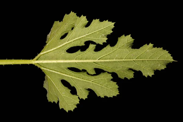 Médula Cucurbita Pepo Primeros Planos Hoja — Foto de Stock