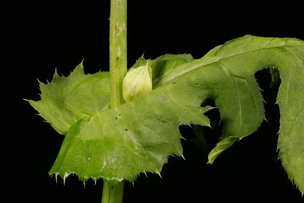 Oset Kapustny Cirsium Oleraceum Młode Zbliżenie Kapituły — Zdjęcie stockowe