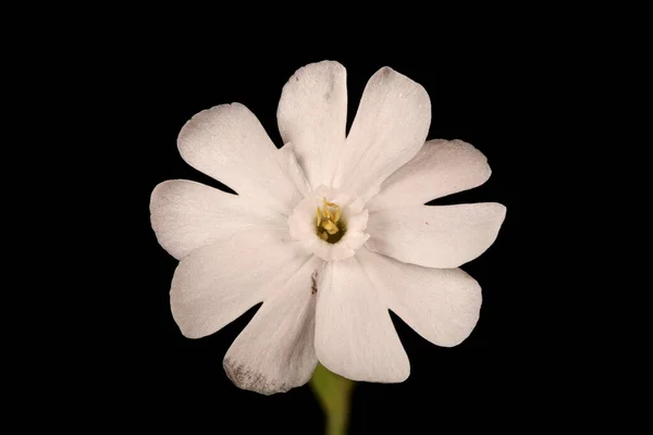 Campione Bianco Silene Latifolia Primo Piano Fiore Maschile — Foto Stock