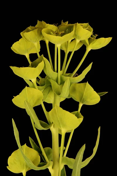 Espurga Folhosa Euphorbia Virgata Inflorescência Closeup — Fotografia de Stock