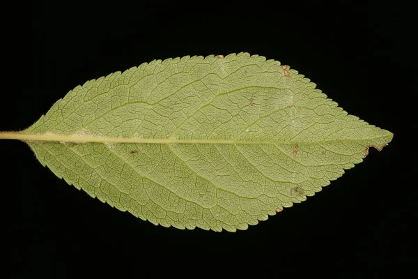 Черешневая Слива Prunus Cerfellera Лист Крупным Планом — стоковое фото