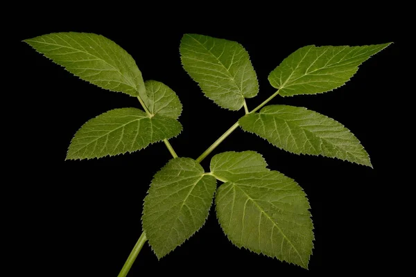 Äldste Aegopodium Podagraria Bladnärbild — Stockfoto