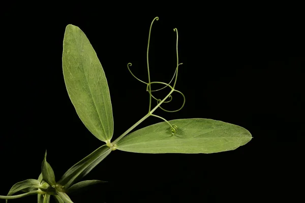 Pisello Foglia Larga Lathyrus Latifolius Primo Piano Delle Foglie — Foto Stock