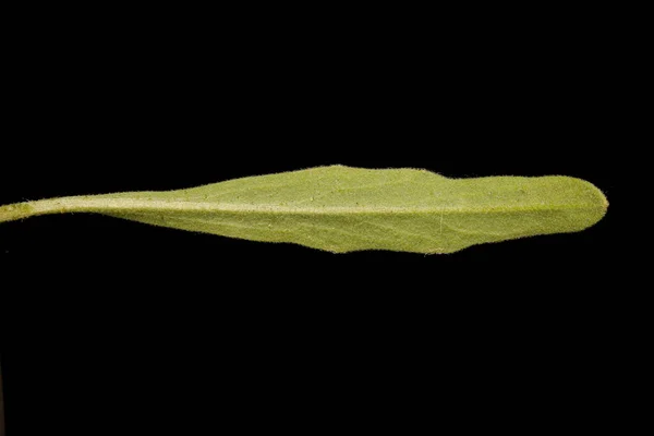 Night Scented Stock Matthiola Longipetala Leaf Closeup — Stock Photo, Image