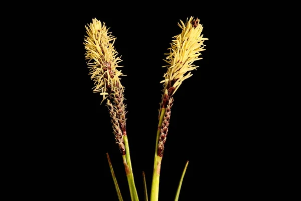 Rare Spring Sedge Carex Ericetorum Inflorescência Closeup — Fotografia de Stock