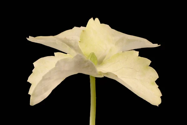 Japanese Hydrangea (Hydrangea petiolaris). Sterile Flower Closeup