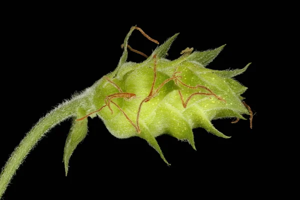 Houblon Humulus Lupulus Jeunes Fruits Gros Plan — Photo