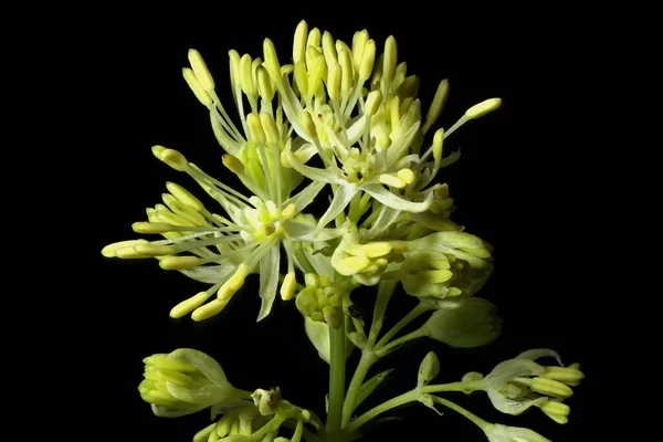 Common Meadow Rue Thalictrum Flavum Inflorescencia Detalle Primer Plano — Foto de Stock