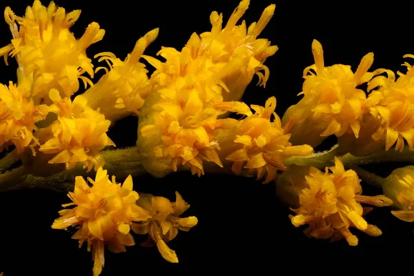 Canadian Goldenrod Solidago Canadensis Inflorescence Detail Closeup — Stock Photo, Image