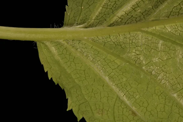 Japanese Hydrangea Hydrangea Petiolaris Leaf Detail Closeup — Stock Photo, Image