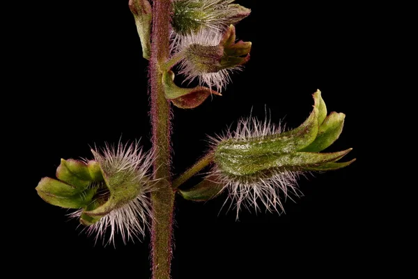 Koreai Perilla Perilla Frutescens Calyces Közelkép — Stock Fotó