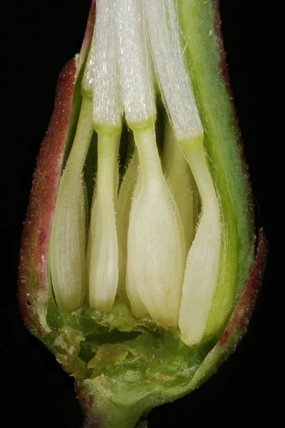 Dikenli Marul (Lactuca serriola). Achenes Yakın Çekim