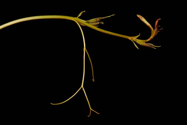 Thicket Creeper Parthenocissus Inserta 撃つクローズアップ — ストック写真