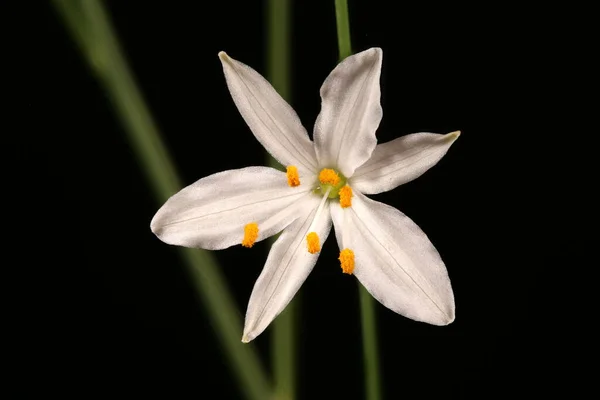 Branched Bernard Apos Lily Anthericum Ramosum Primer Plano Flor — Foto de Stock